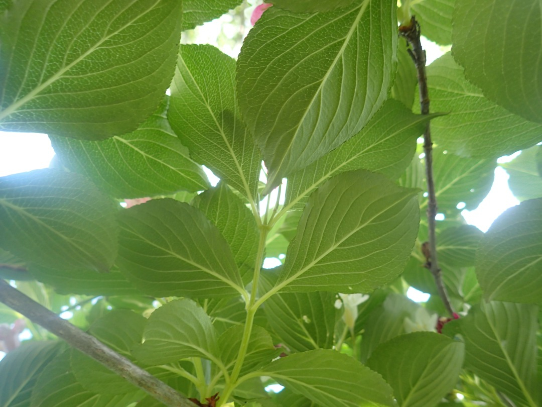 P5160023.JPG