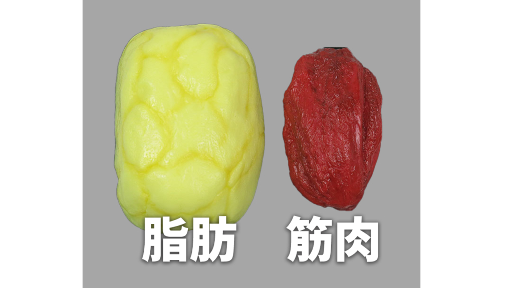 脂肪筋肉-1024x576.png