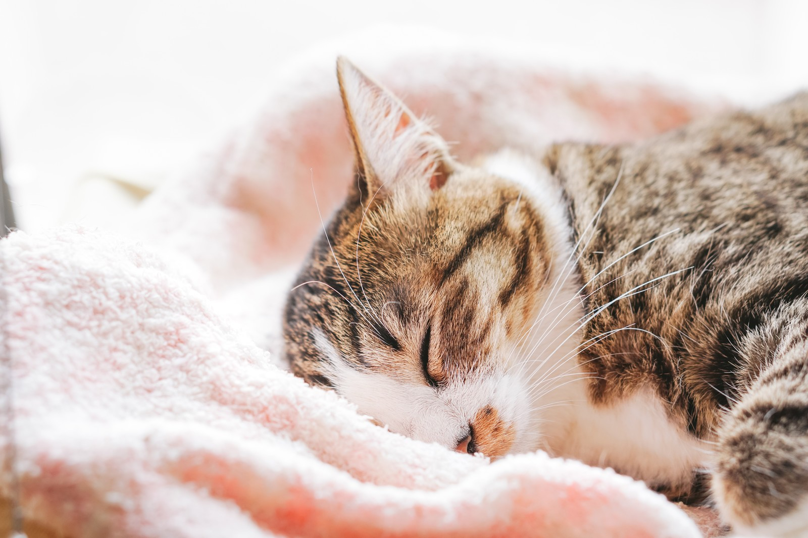 tomucaat17102701_TP_V.jpg