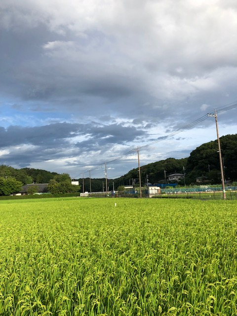 たんぼ.jpg