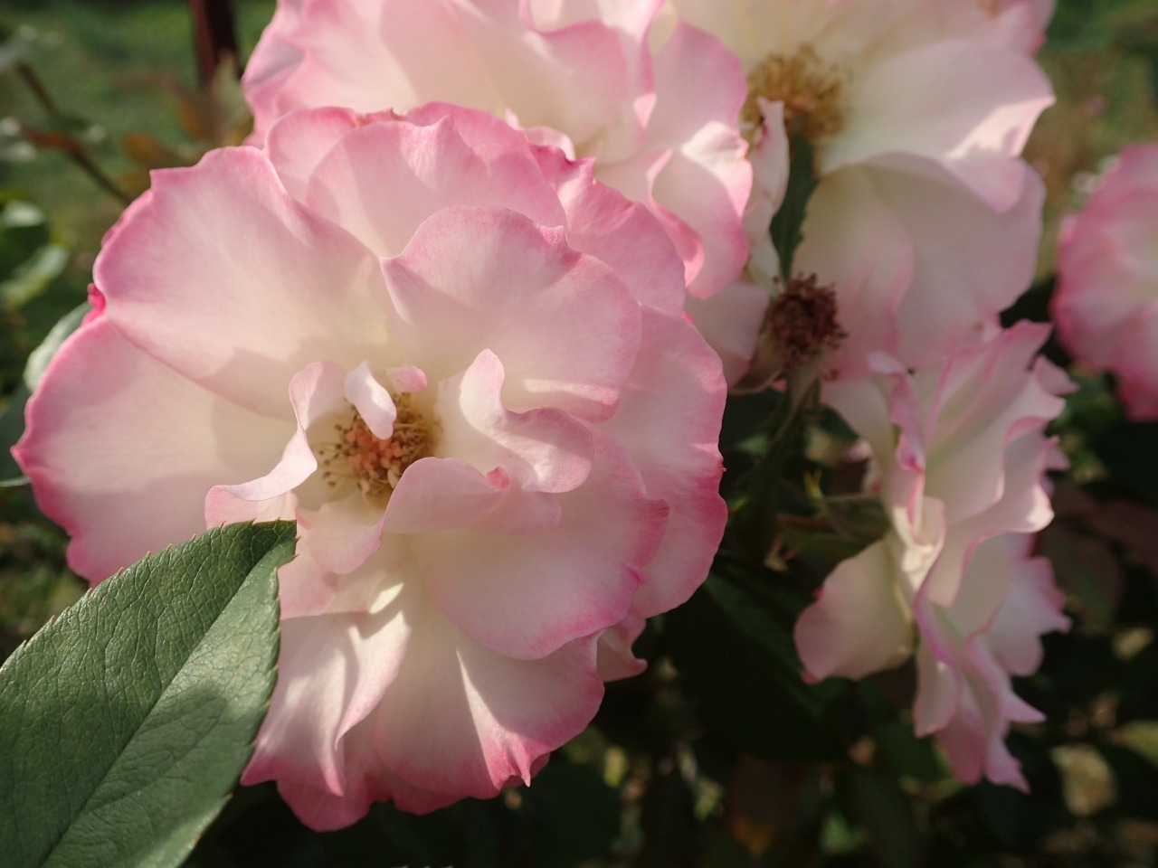 PB080015.JPG