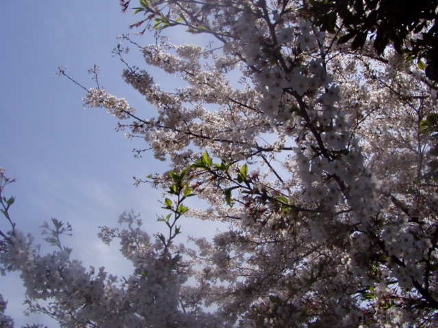 P1010158.JPG