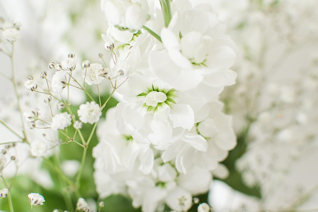 white-5712344_640.jpg