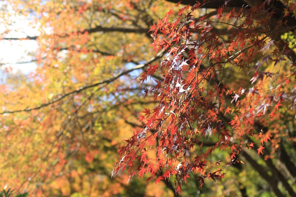 20241201Photo14.JPG