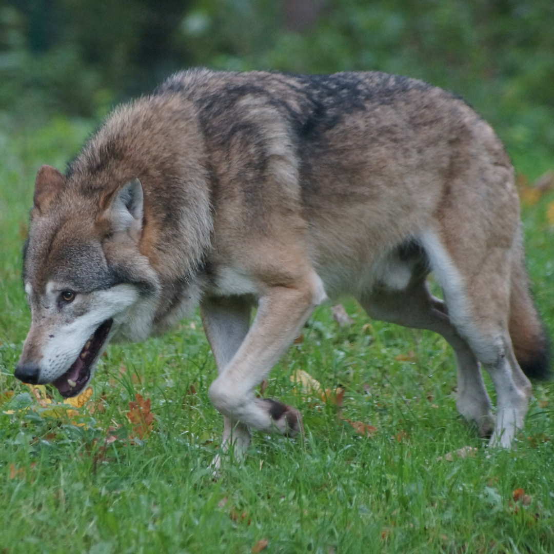 ブログ画像 (22).png