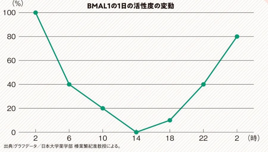 BMAL1グラフ.png