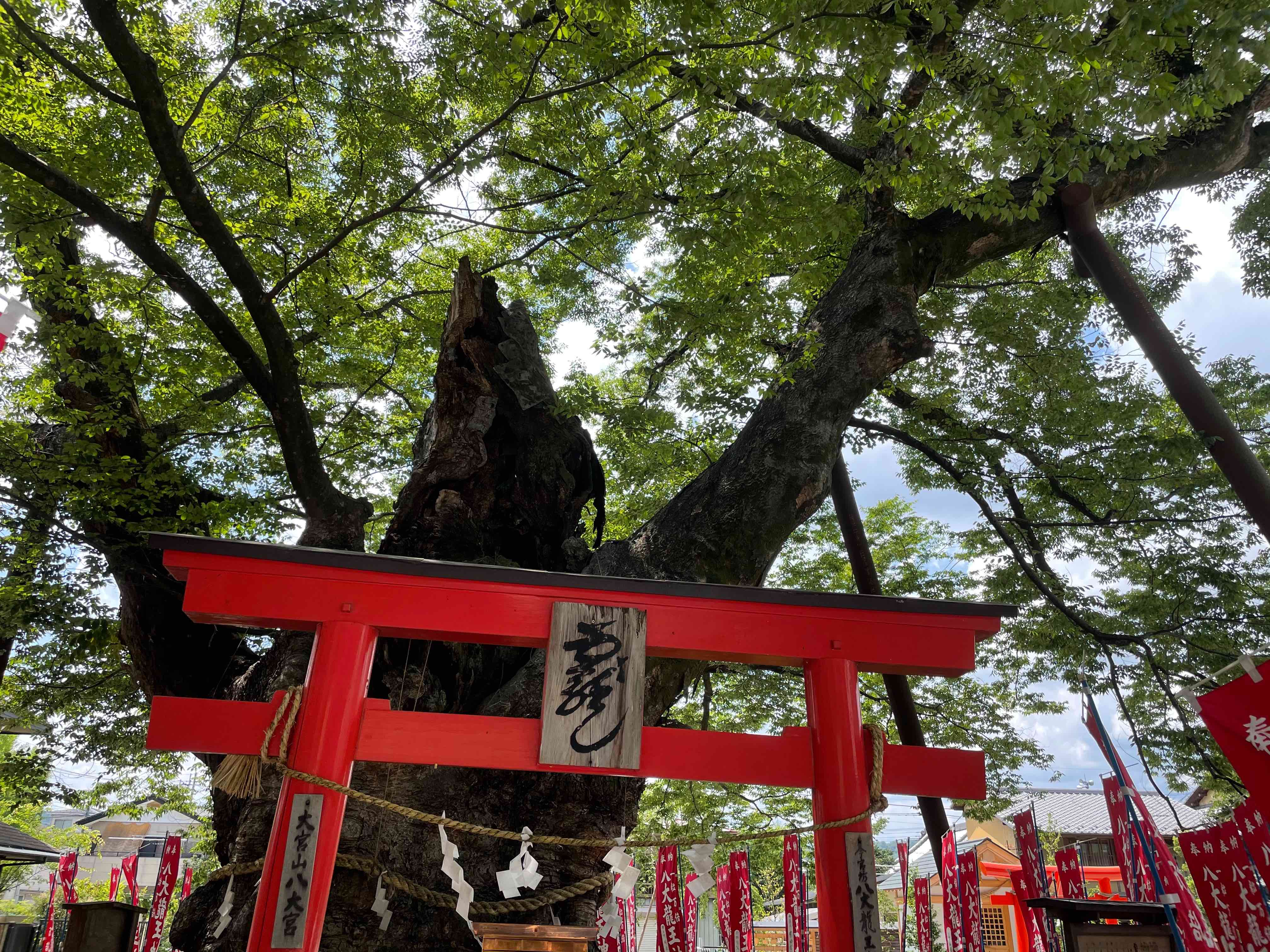 9A2F5F1F-ABE9-414E-A7D4-4215057827CE.jpeg