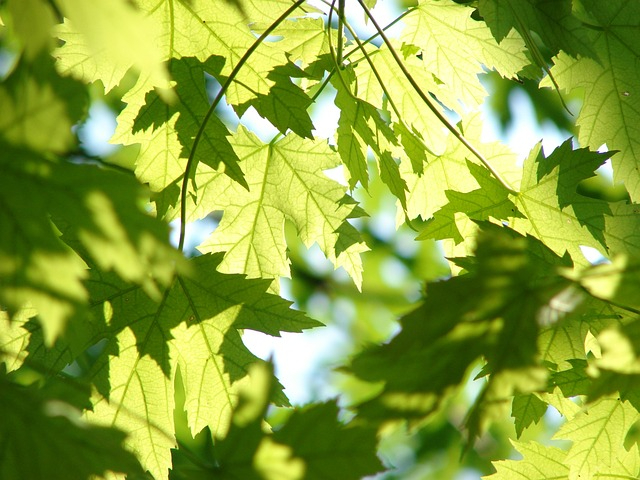 leaves-gc064c7476_640.jpg