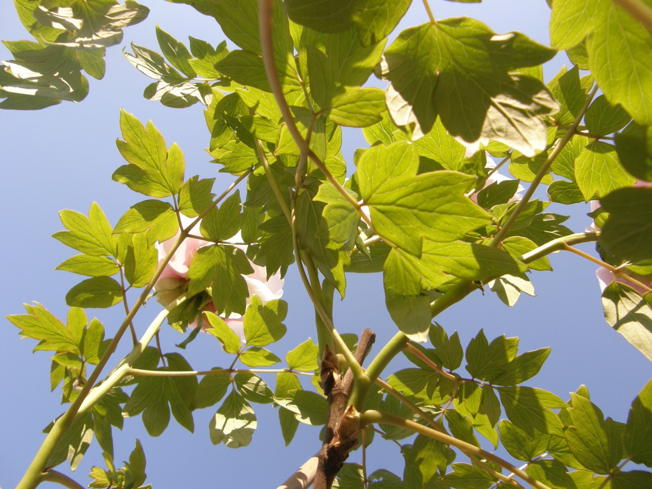 P4220137.JPG