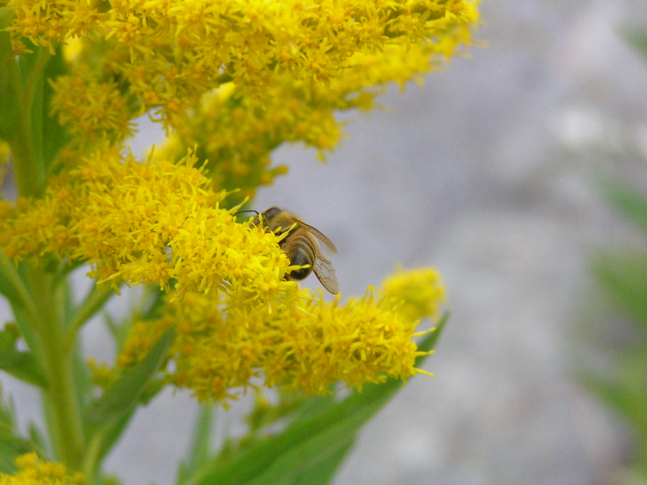 PA260287.JPG