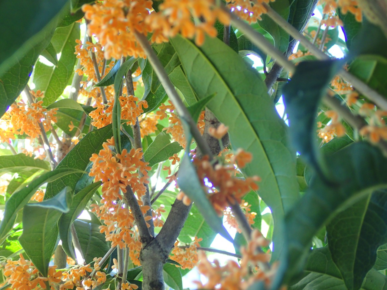 PA170369.JPG