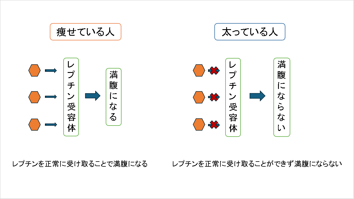レプチンの説明.png