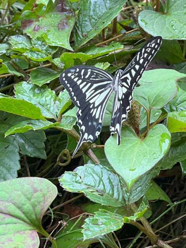 butterfly202406.jpg