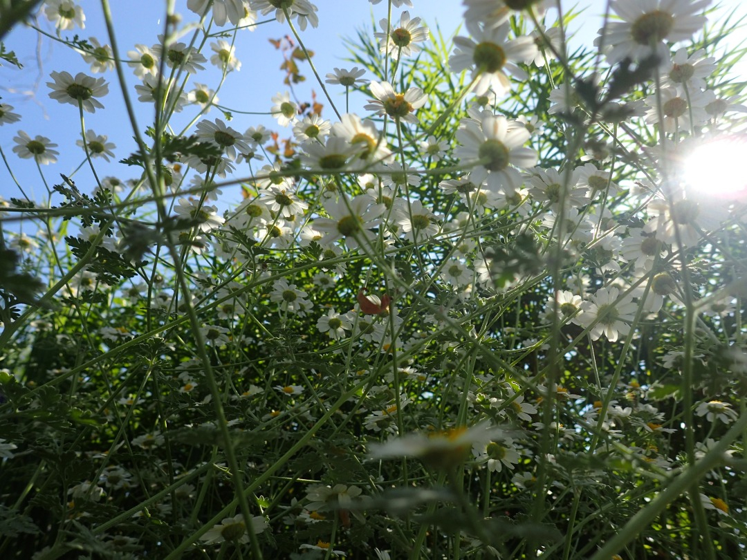 P5310339.JPG