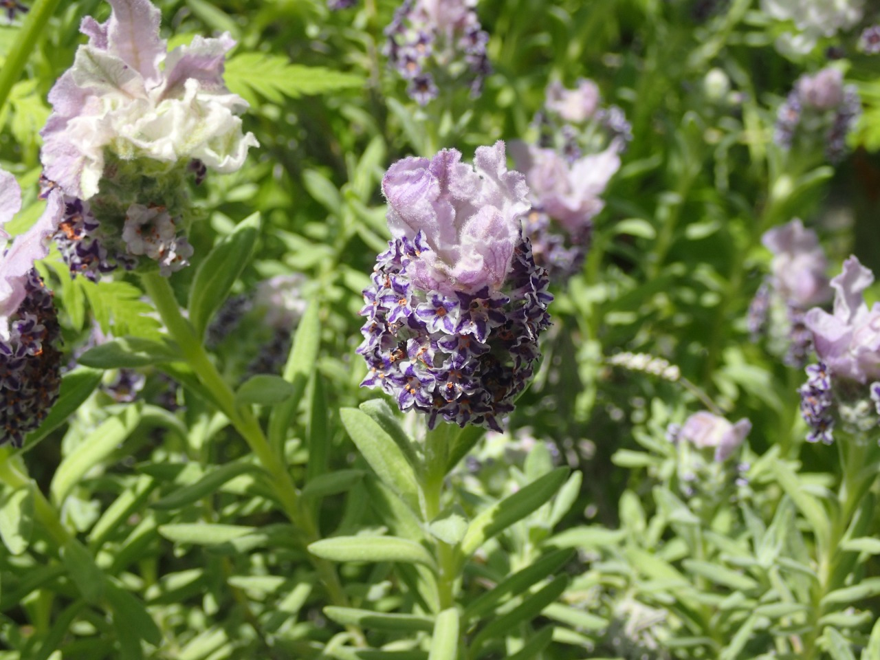 P4270199.JPG