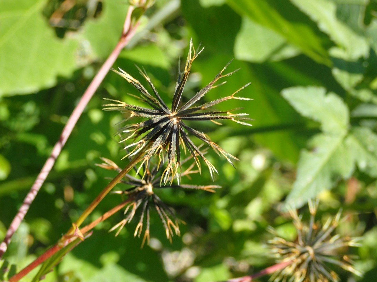 PA220292.JPG