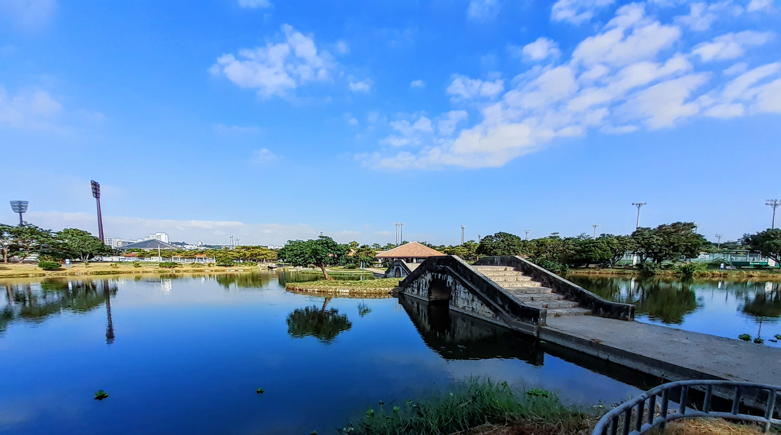 池中の島にもアコウの木.jpg