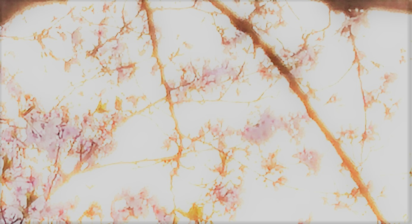 _20230402_081841 (2).JPG