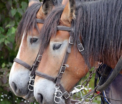 animal-192866_640.jpg