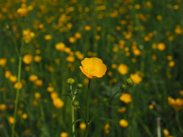 buttercup-1260806_640.jpg