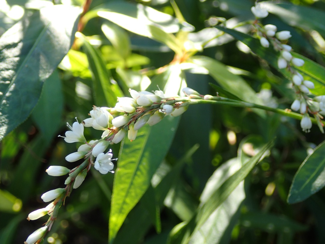 PA100309.JPG