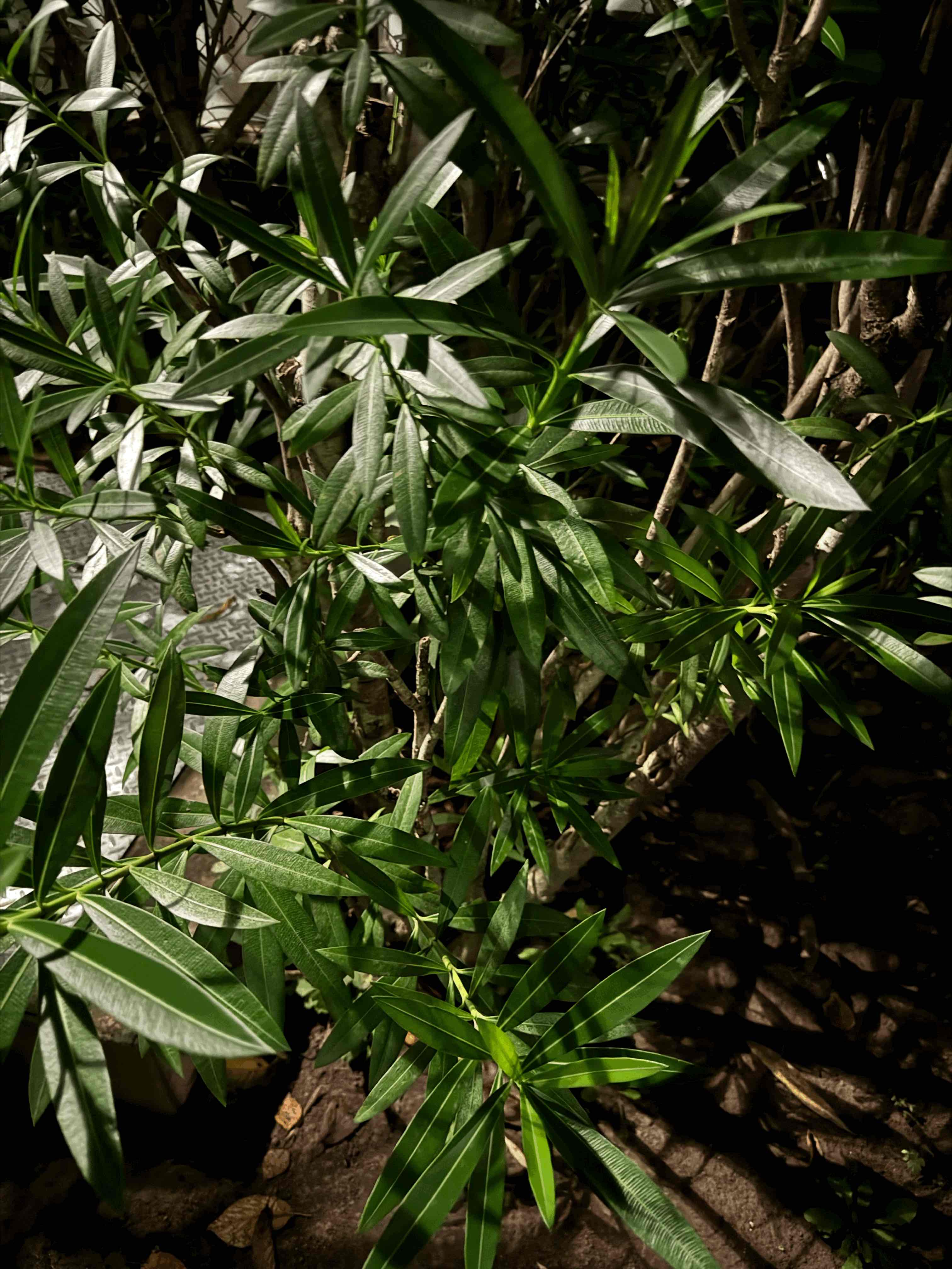 tempImage5aXC49.gif