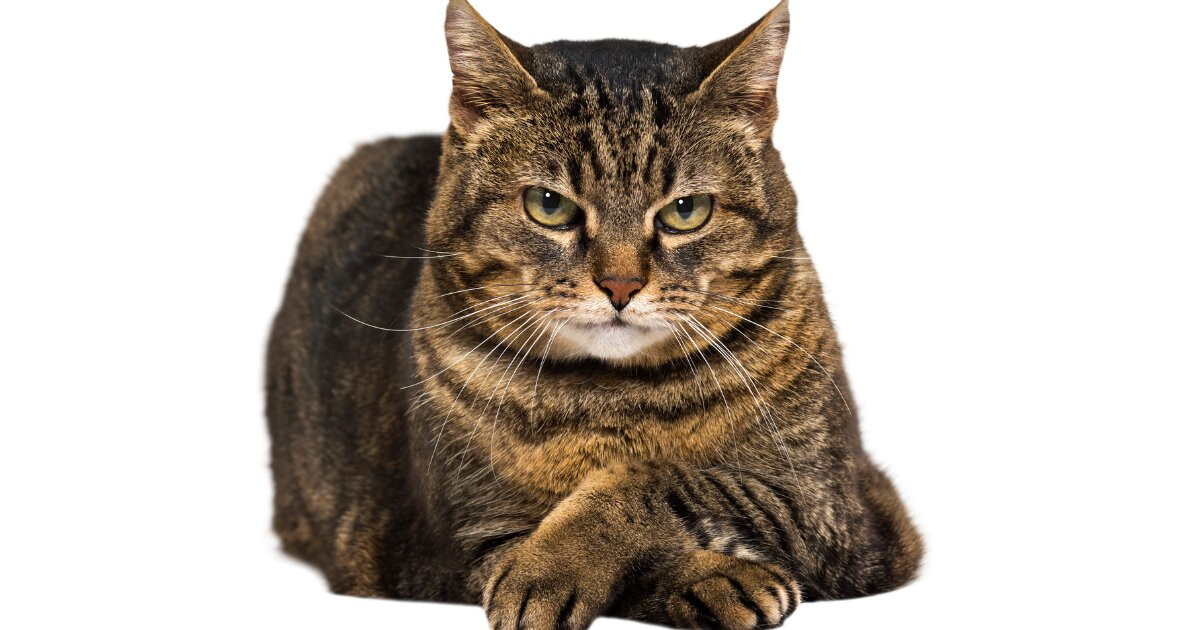 虎猫.png