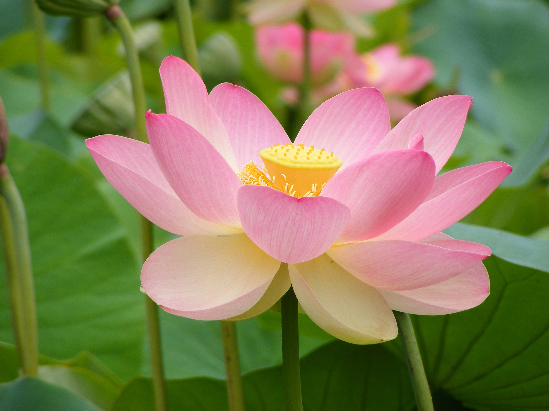 lotus-5597050_1920.jpg