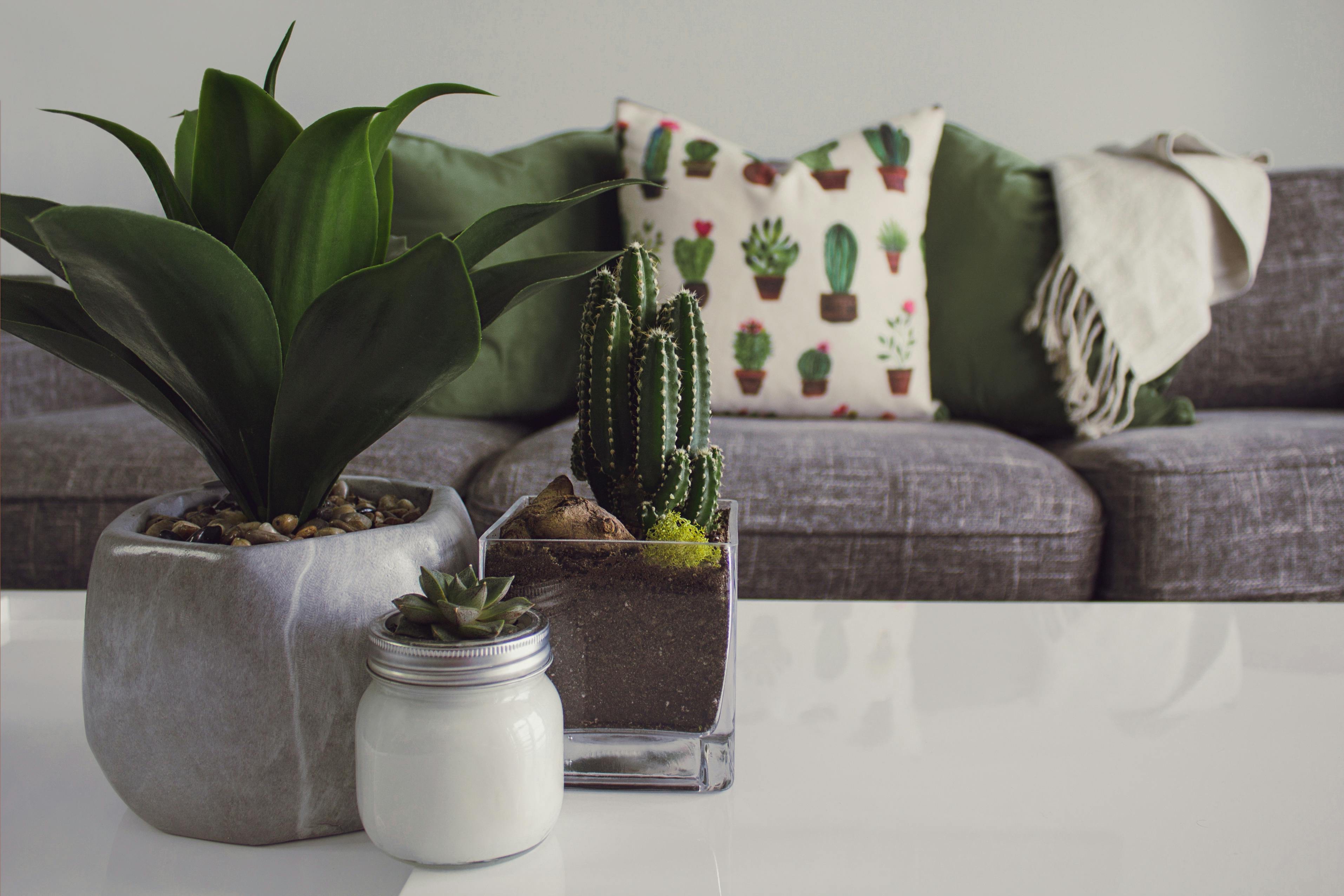pexels-designecologist-1005058-2.jpg
