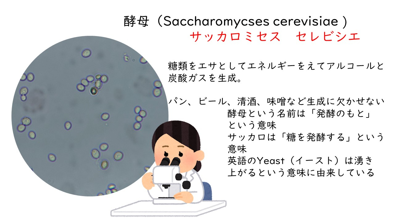 酵母菌.jpg