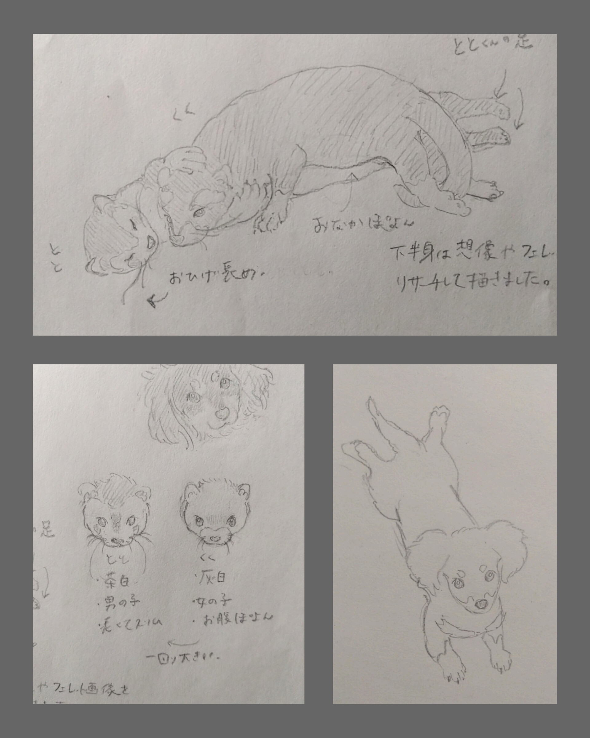 フェレット犬スケッチ.jpg