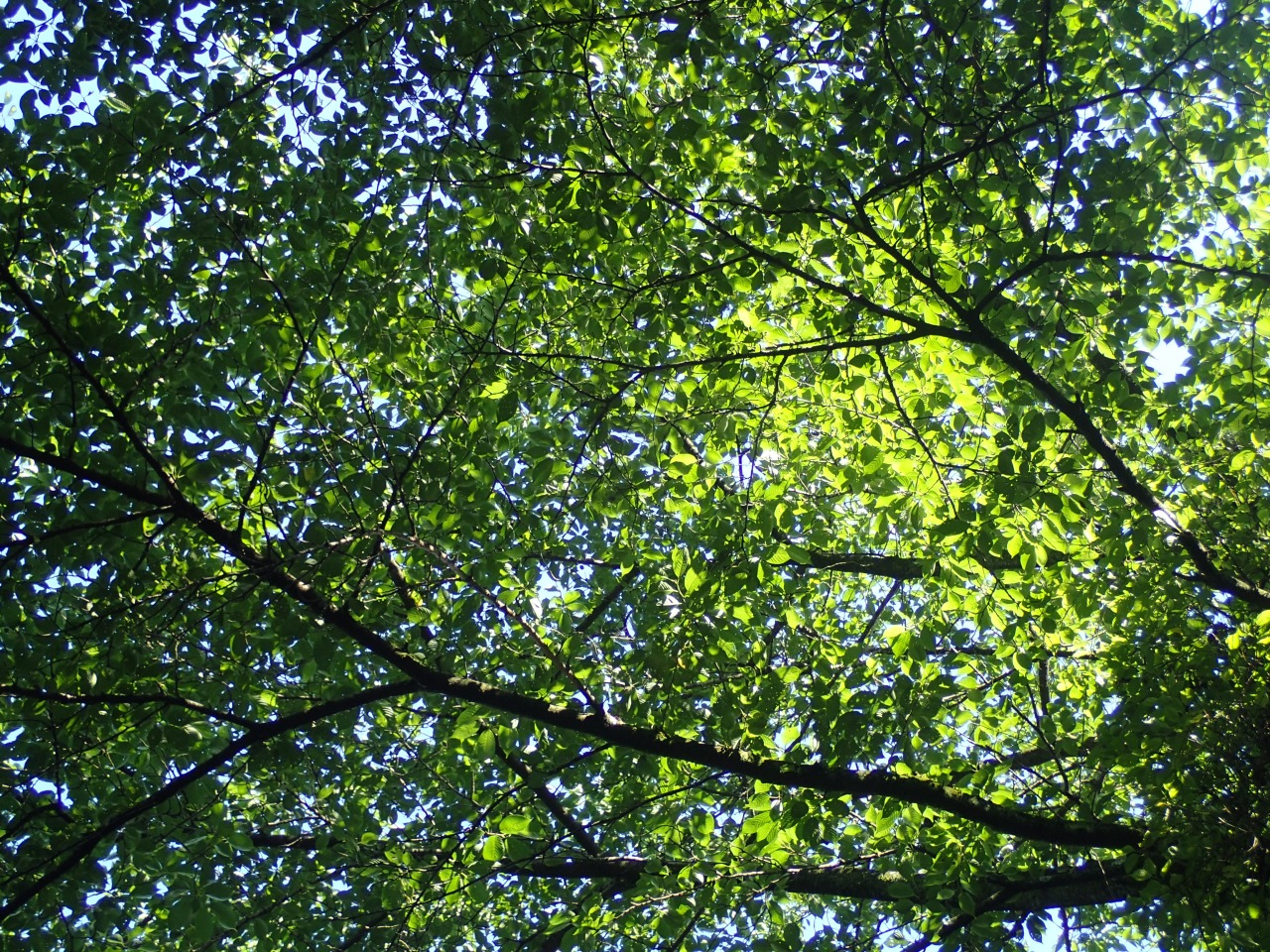 P6171057.JPG