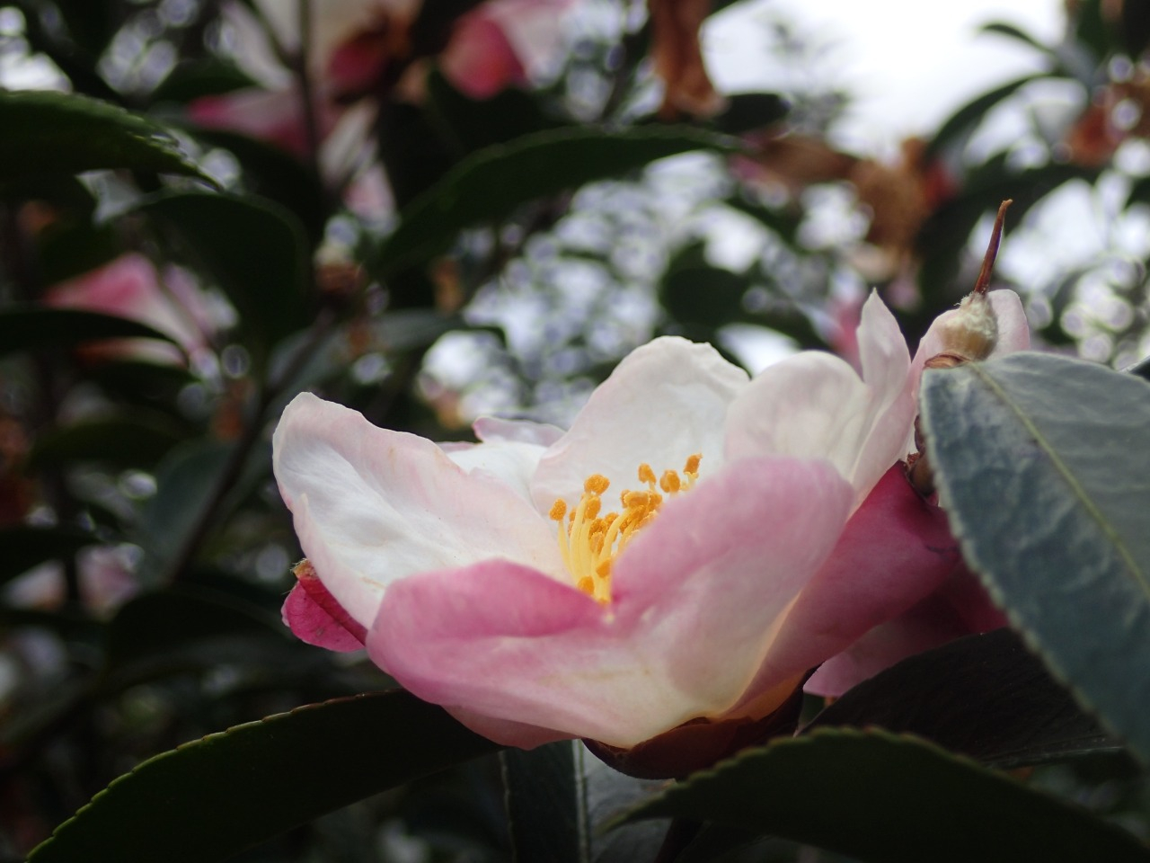 PC220271.JPG