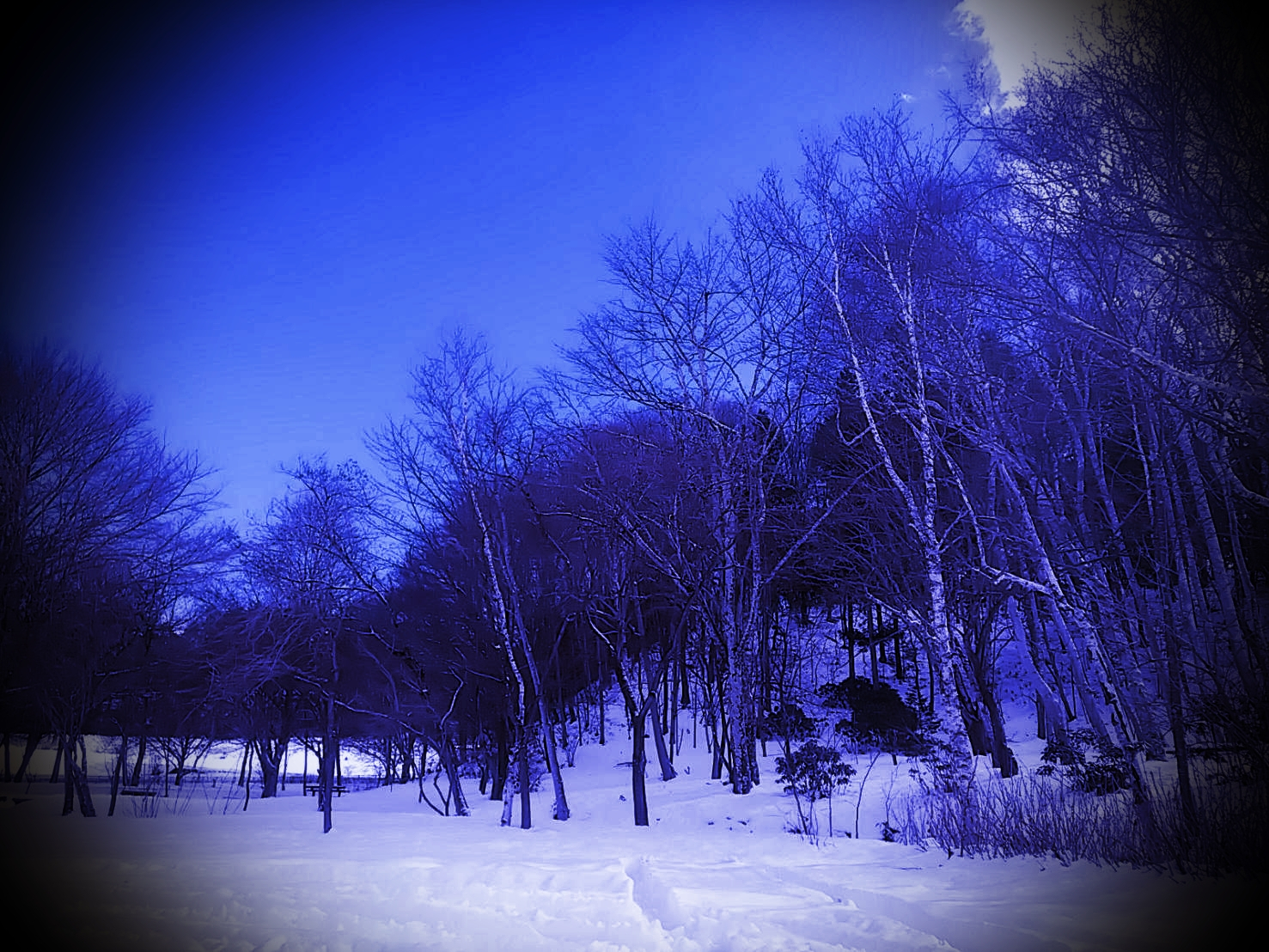 白樺と雪（加工済み）2.jpg