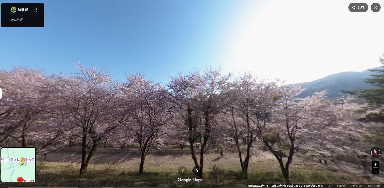 虎山千本桜-4.JPG