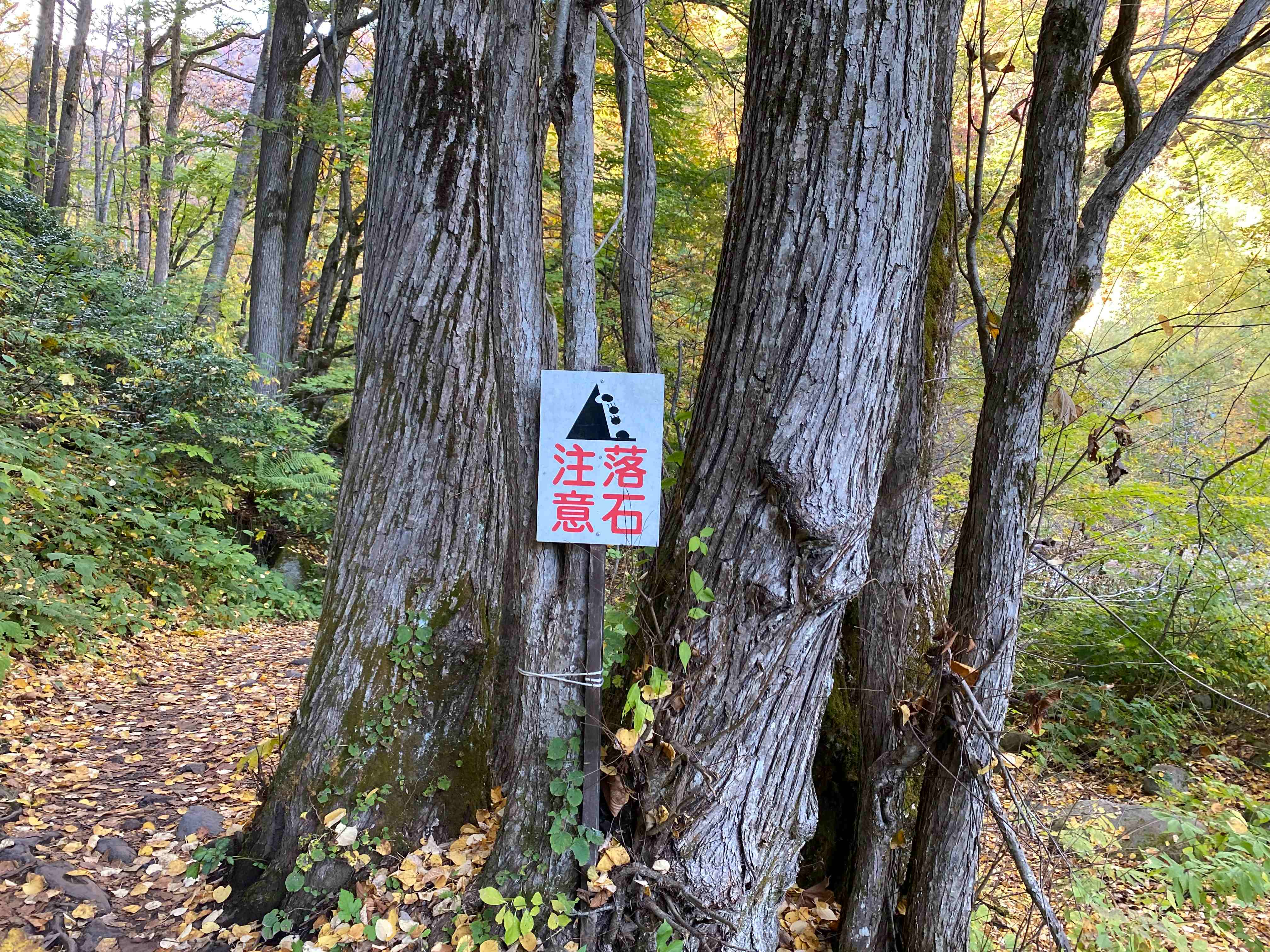 IMG_2572.jpeg