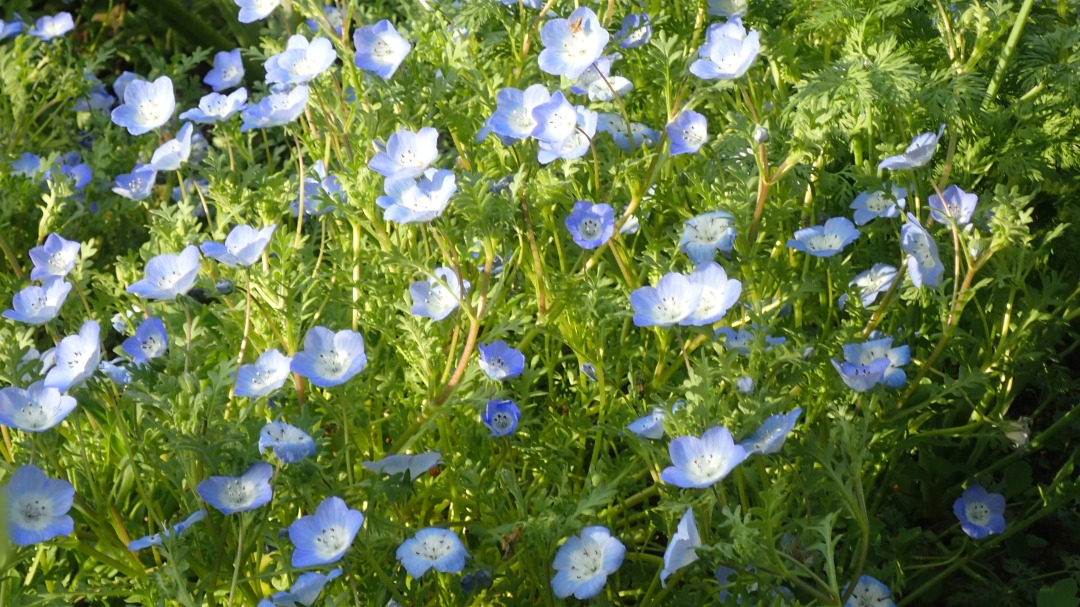 P4110417.JPG