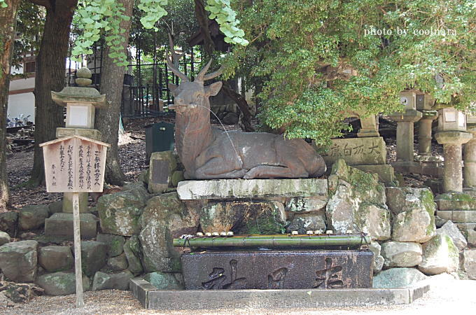 春日大社シカ.jpg