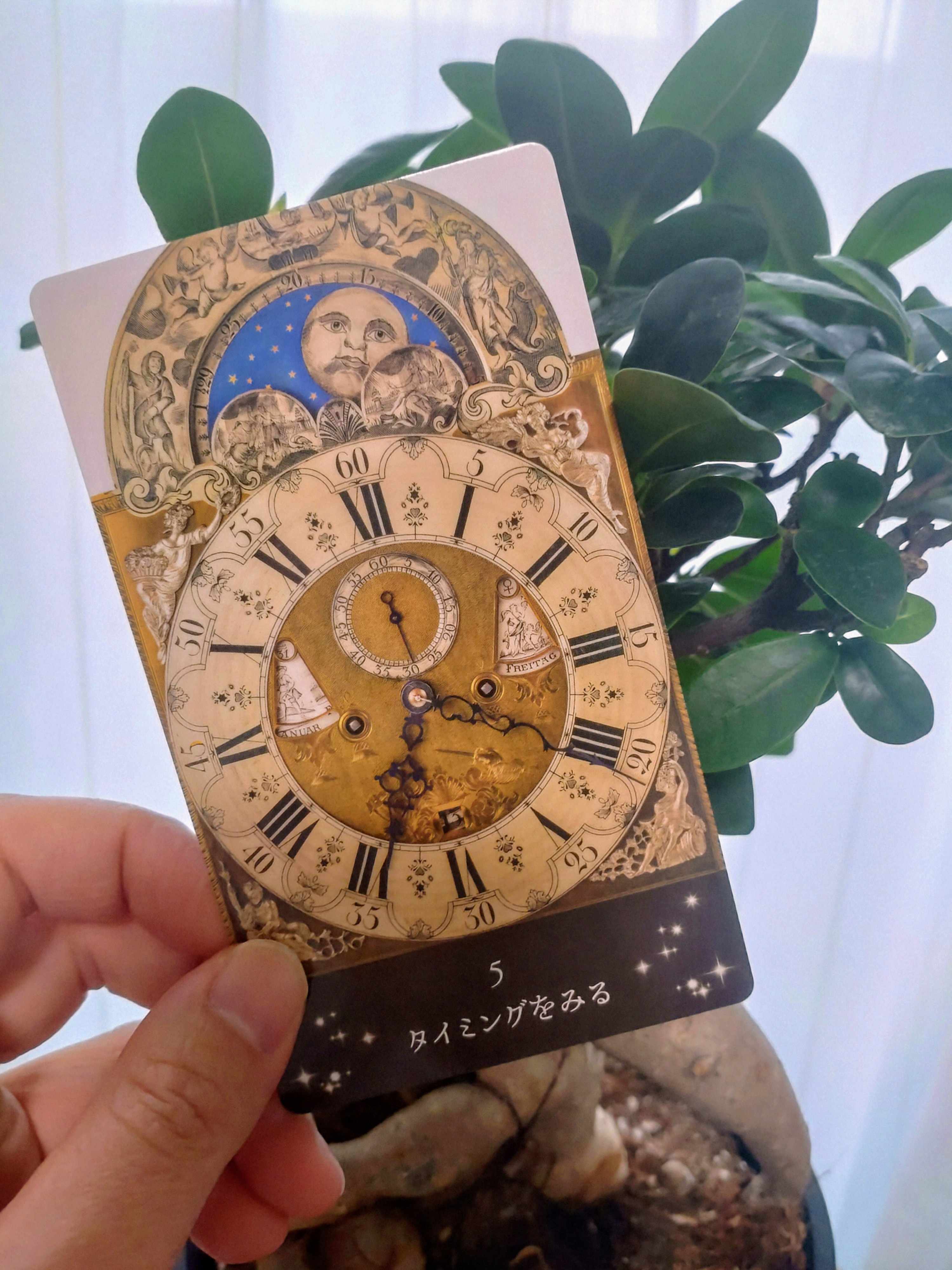 カジュマル.JPG