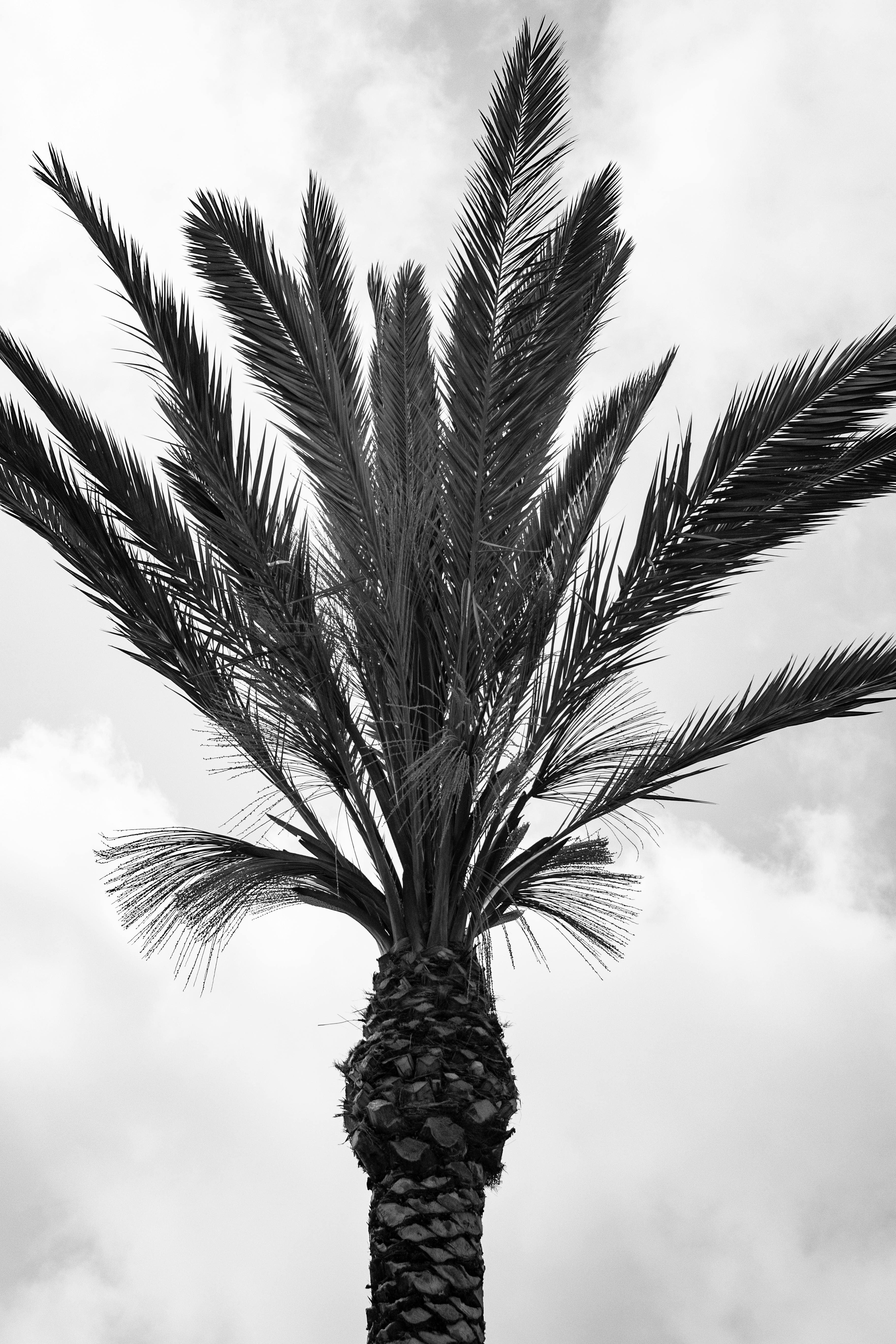 pexels-viktoriia-kondratiuk-458099300-17320212.jpg