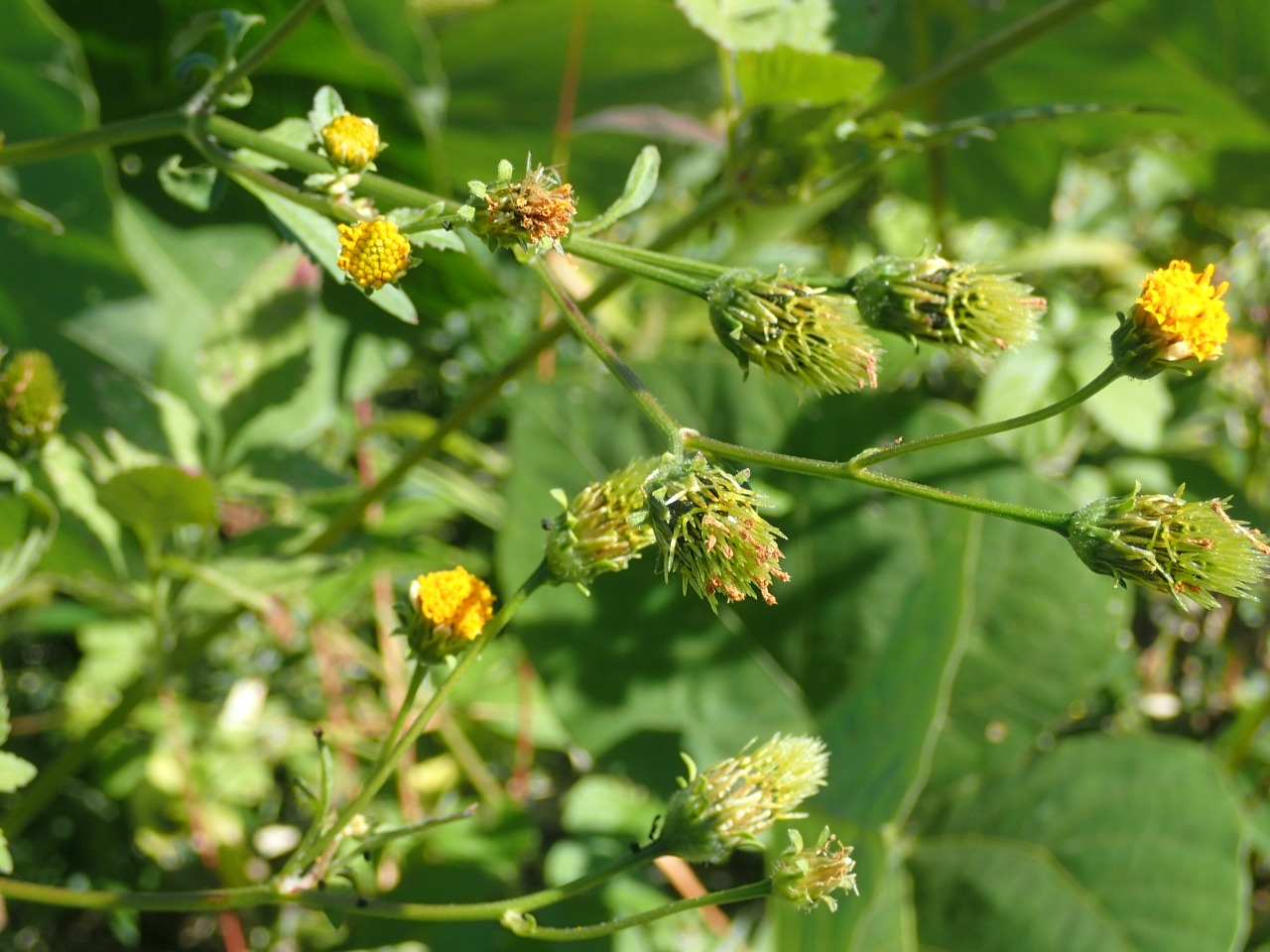 PA220287.JPG