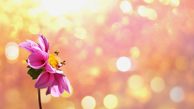 flower-1669899_640.jpg