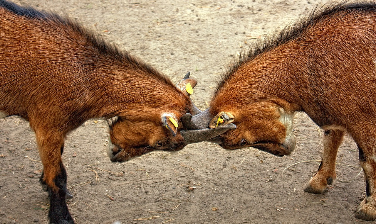 goats-173940_1280.jpg