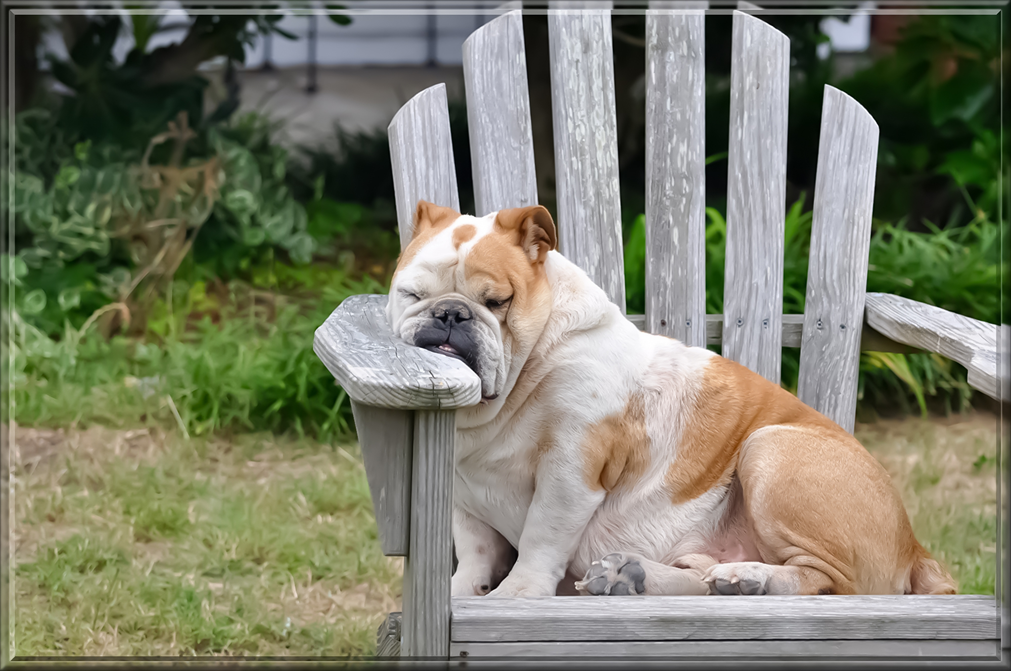 dog-848390.jpg
