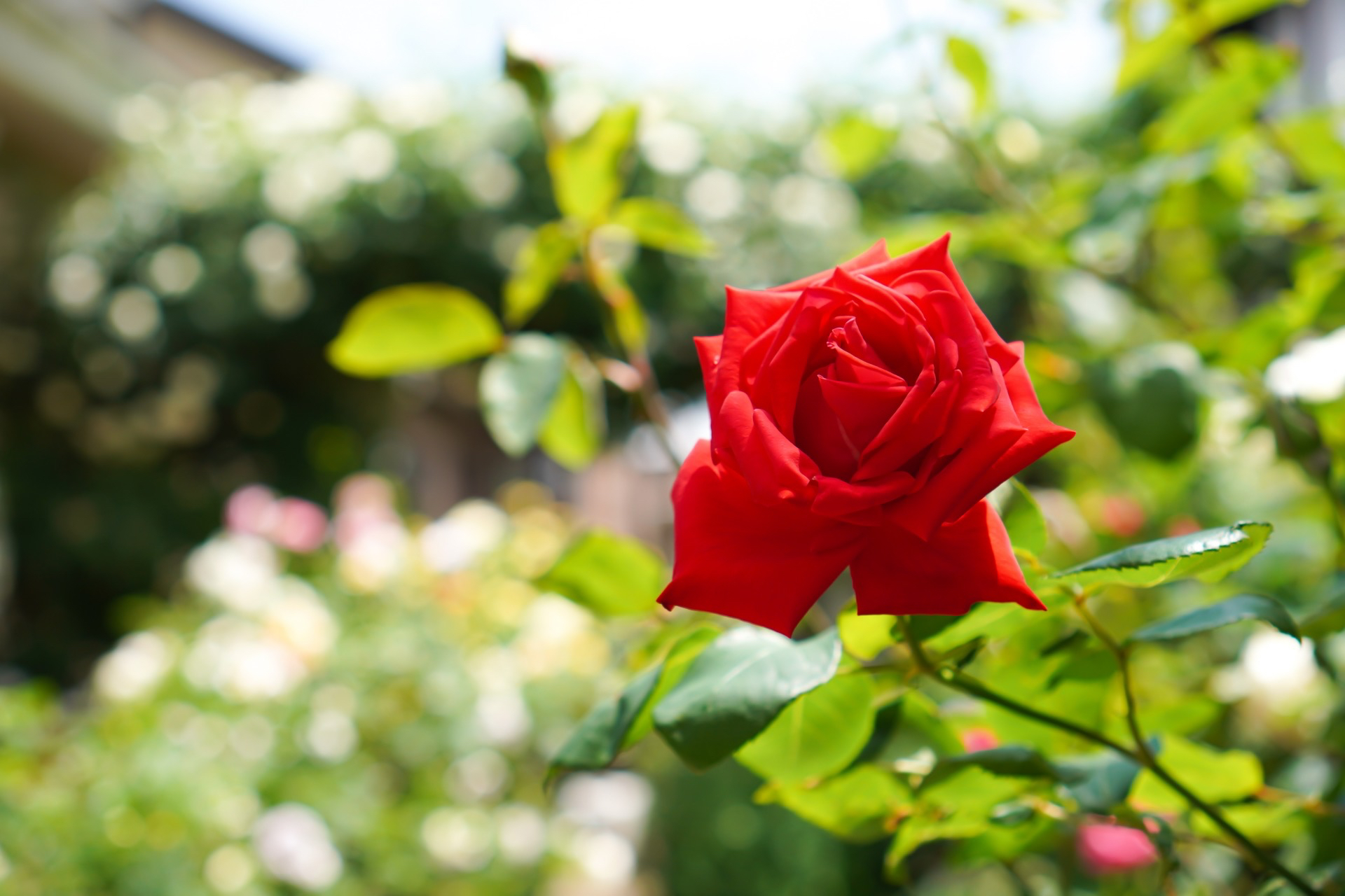 723EE76F-A487-41D1-A77C-685020D0BBB9.jpeg