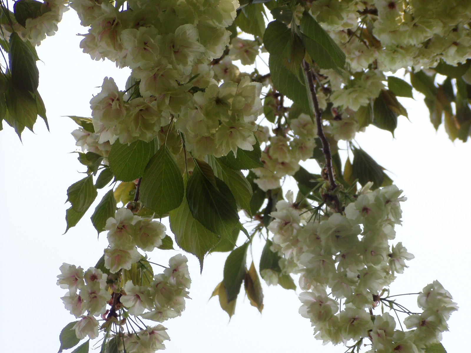 P1010075.JPG