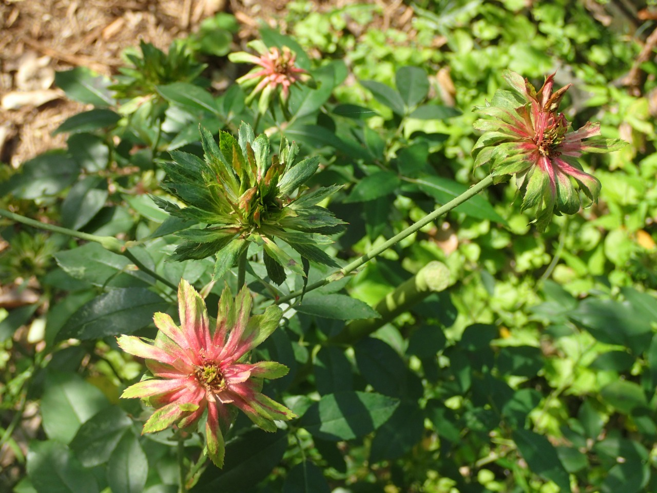 PB170247.JPG