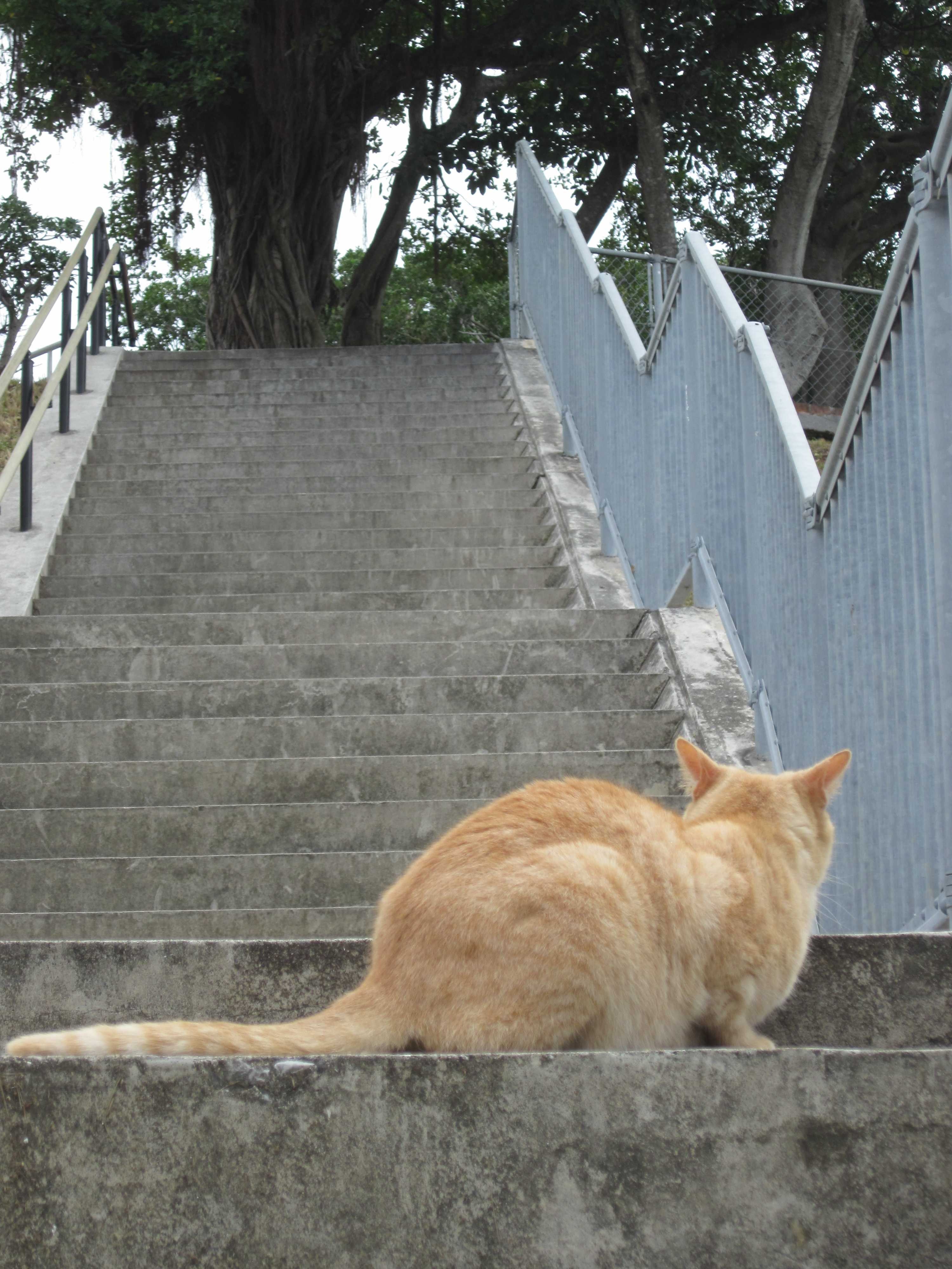 茶猫.jpg