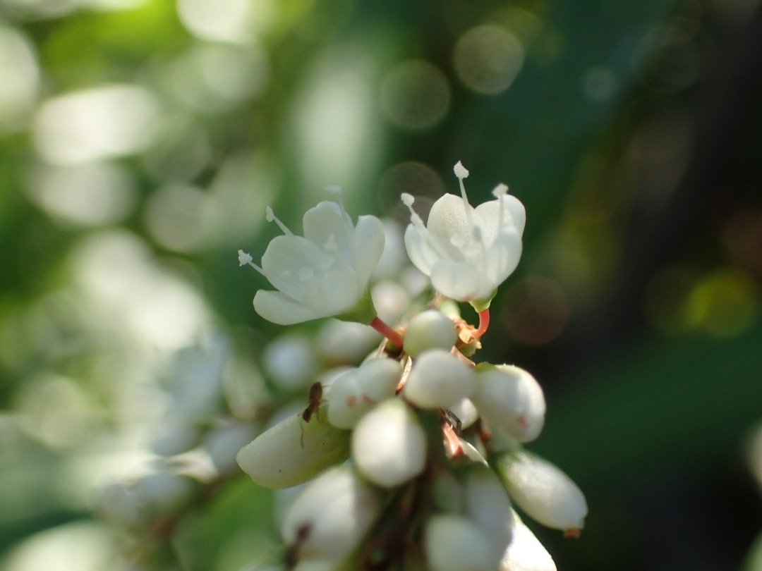PA100318.JPG