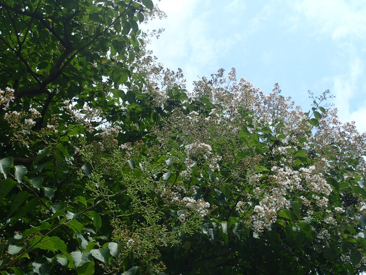 P7130001.JPG